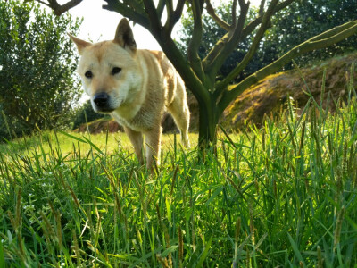 中华田园犬，小土狗，福嘟嘟。