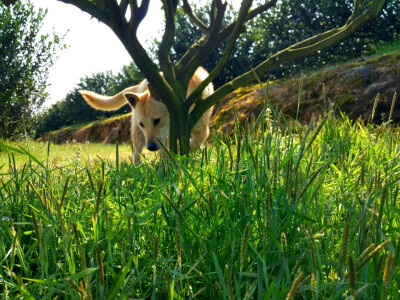 中华田园犬，小土狗，福嘟嘟。