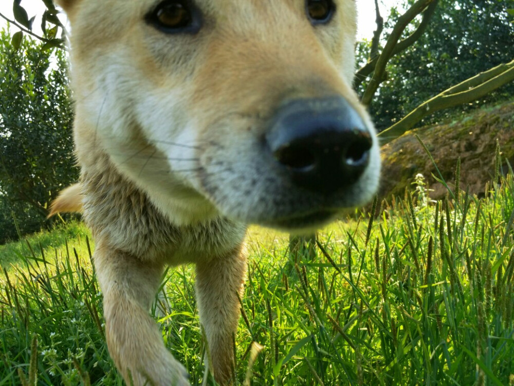 中华田园犬，小土狗，福嘟嘟。