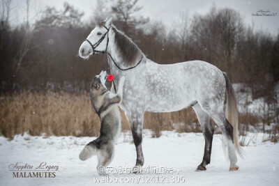 #阿拉斯加雪橇犬# 美图分享～ ​​​ ​​​​