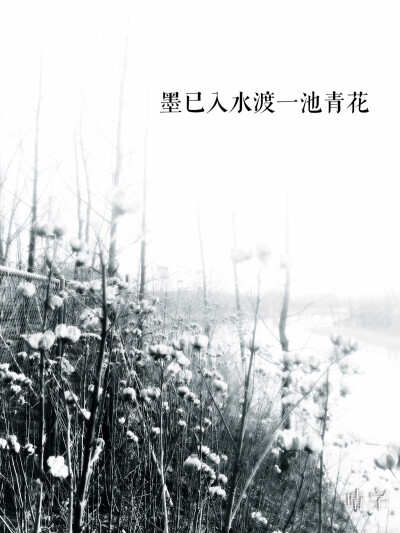 墨已入水，渡一池青花