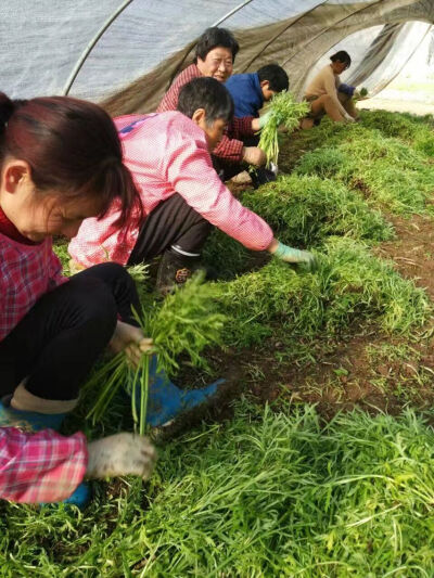 田间提上来的，一会发货，重点是不泡水不泡水不泡水新鲜新鲜新鲜！