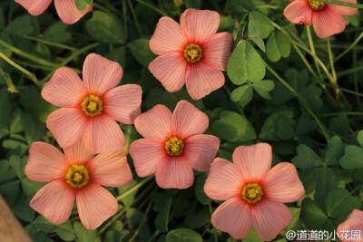 钝叶酢浆草'燃烧的心' Oxalis obtusa 'Burning Heart' ZW029 ，诨名'烧心