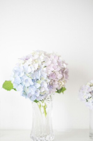 花盛开，花败落。在感叹鲜花不可逃脱凋谢死亡的宿命时，也刹那悟到，那也不正是人生的姿态吗？昨天太近，明天太远，只有此刻才是最真实的存在。不如像花一样，以最美的盛放姿态，去装点有限人生里的每一个瞬间。