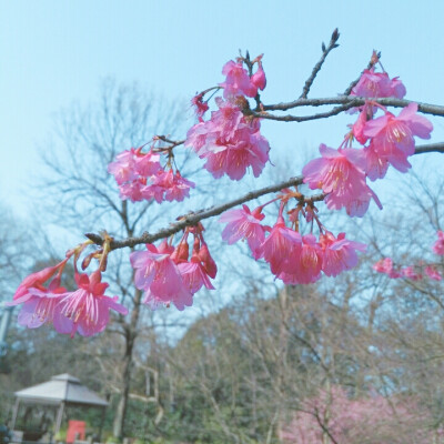 山樱花