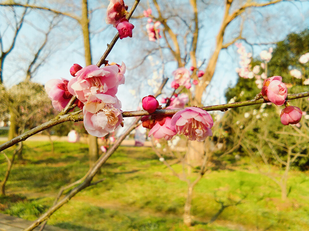 特写梅花