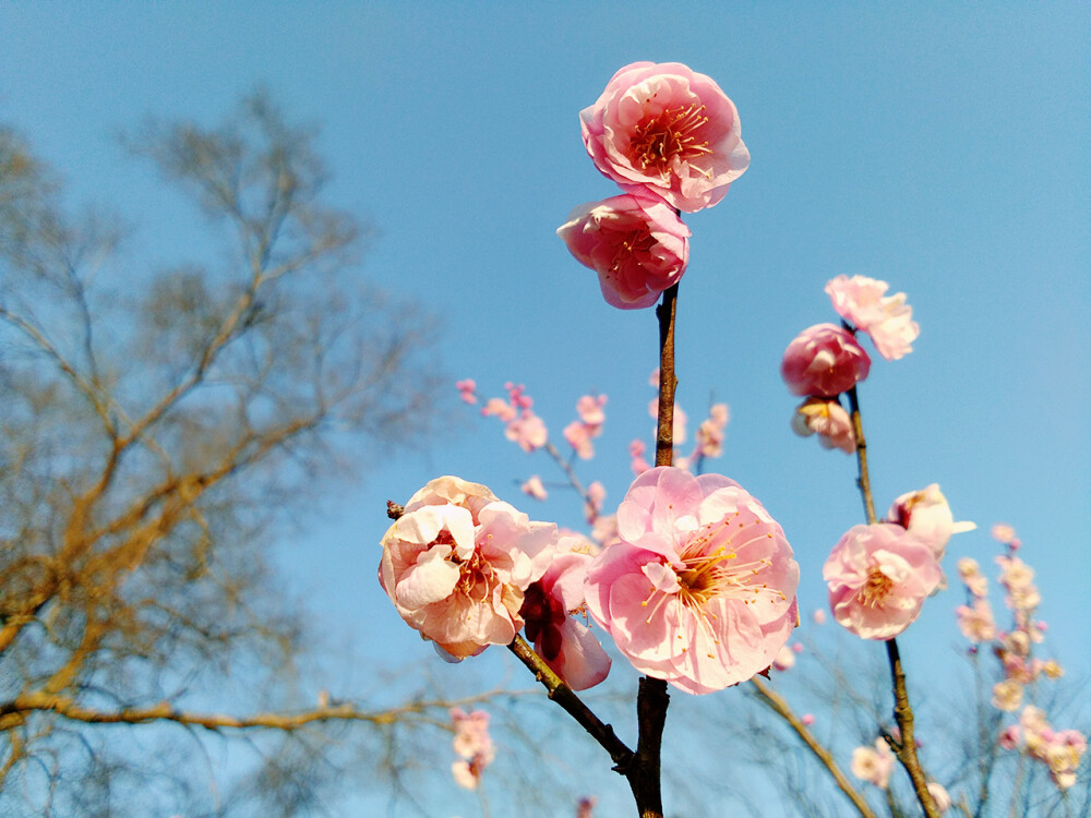 特写梅花