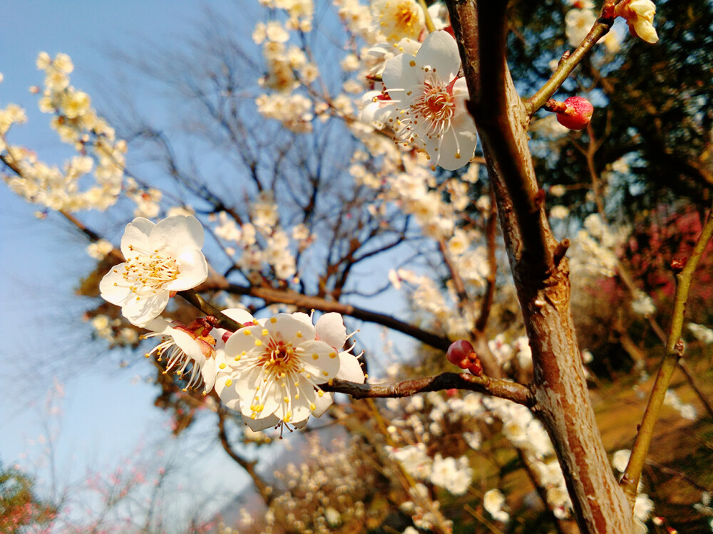 特写梅花