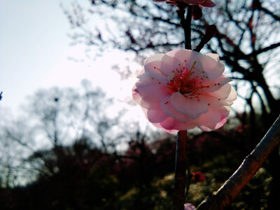 近景梅花