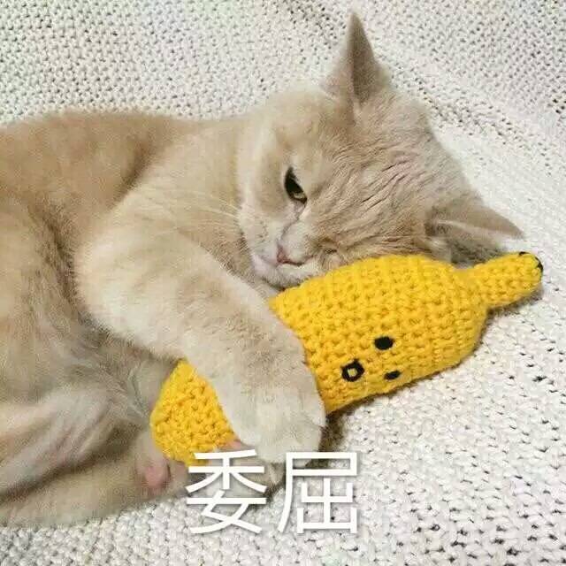 可爱的小猫