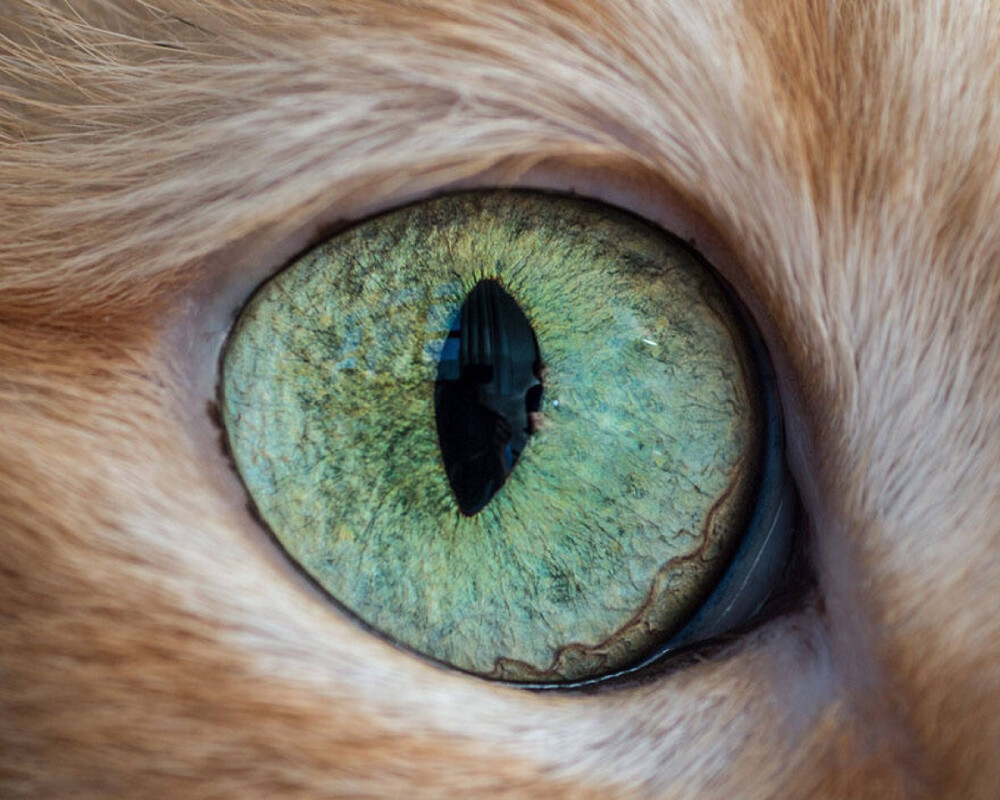 EYE