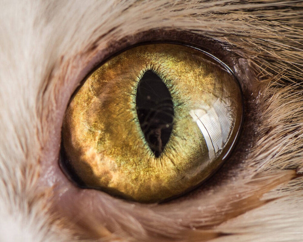 EYE