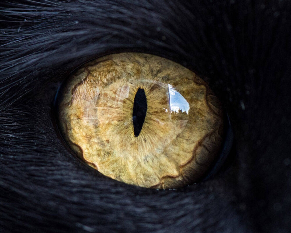 EYE