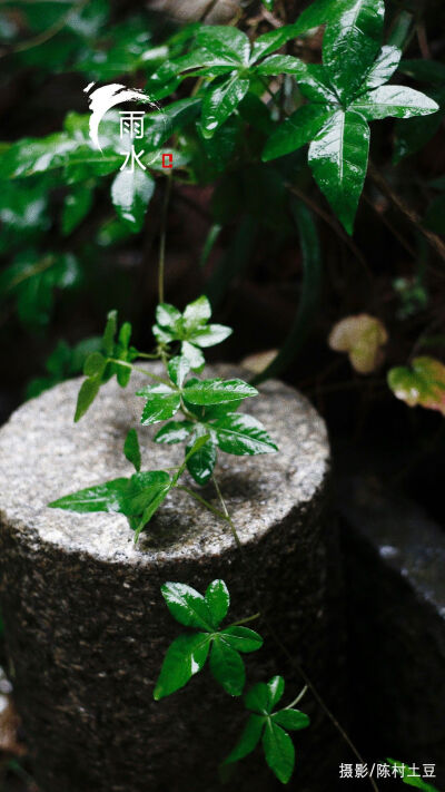 雨水