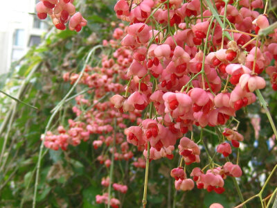 丝棉木（学名：白杜，拉丁学名：Euonymus maackii），又名桃叶卫矛，属卫矛科卫矛属落叶乔木。分布于中国南北各地、西伯利亚南部和朝鲜半岛等地。丝棉木以播种、扦插繁殖为主。丝棉木枝叶娟秀细致，姿态幽丽，庭院中…