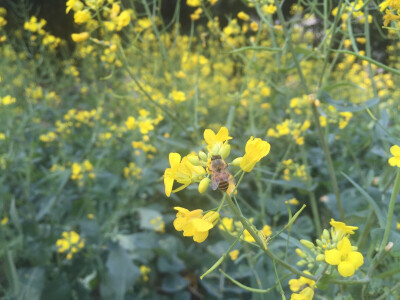 油菜花·白云山