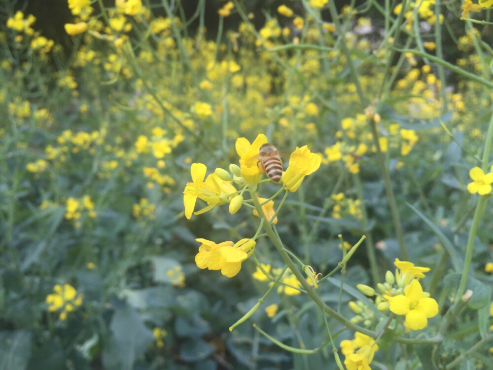 油菜花·白云山