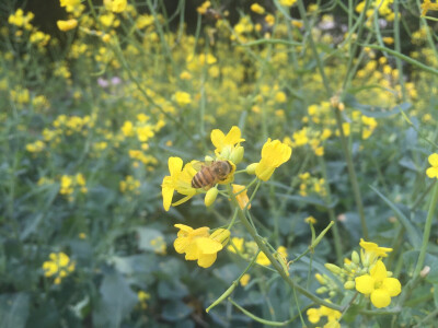 油菜花·白云山