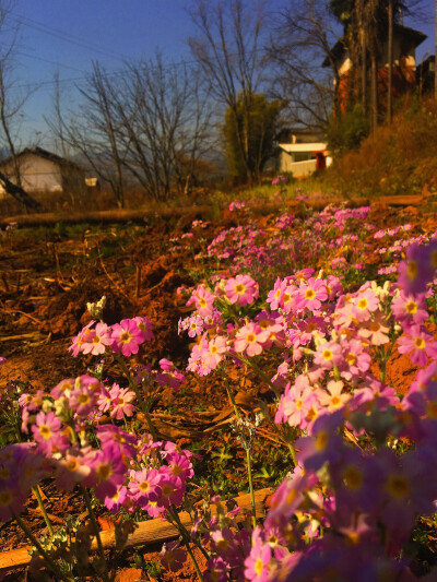 大理，唯美，花，风景