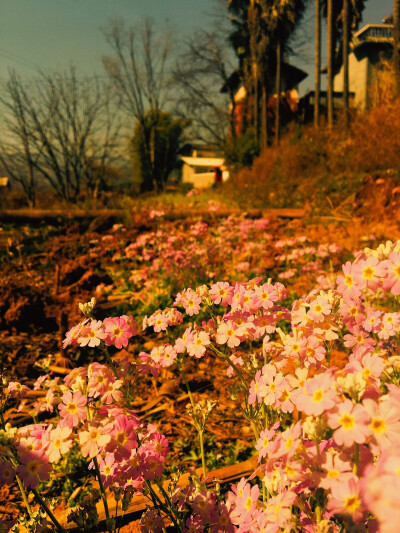 大理，唯美，风景，花