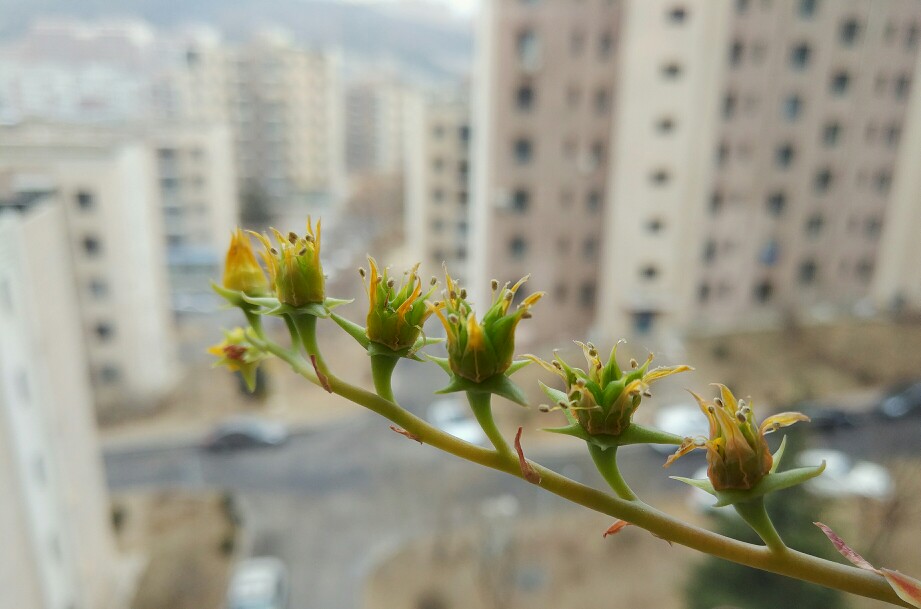 这个也是红边月影，可是咋开成这样啊。以前开的也是清纯可人的呀。。。