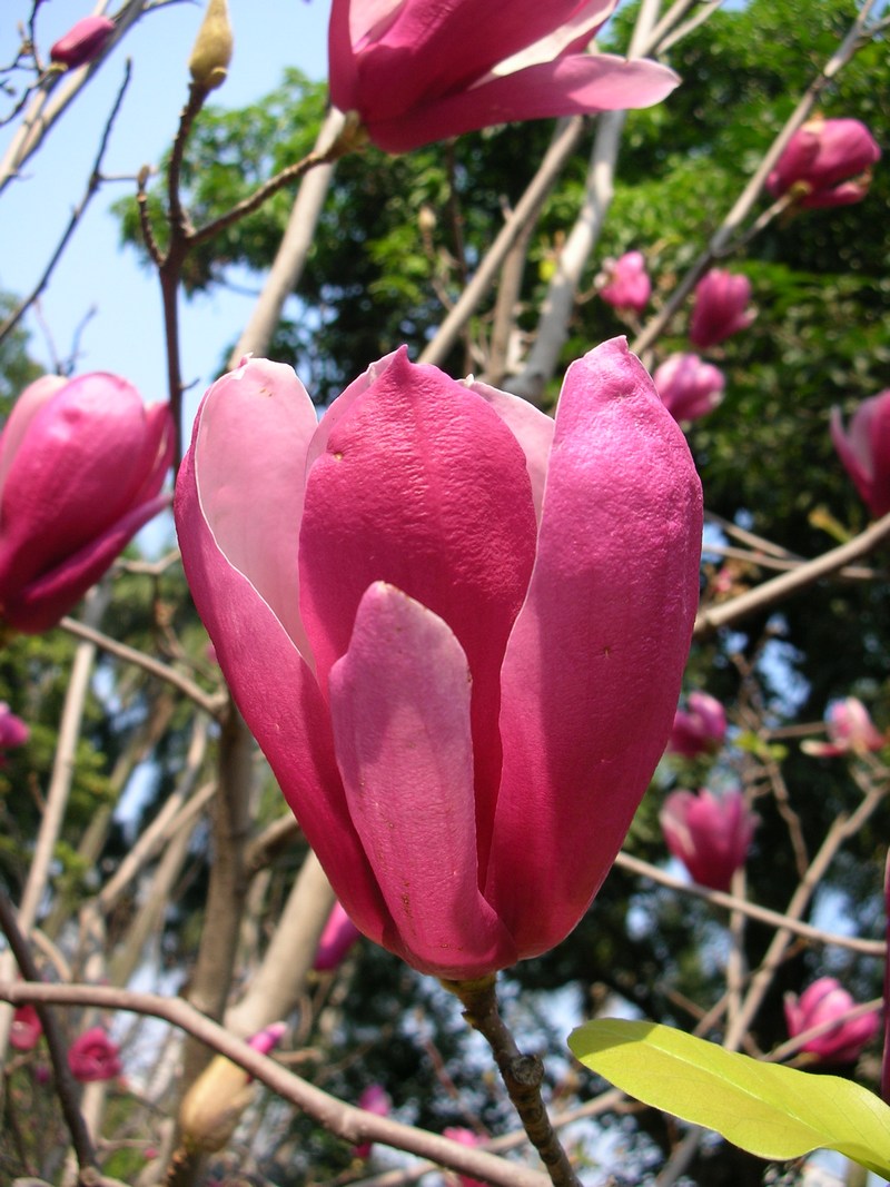 玉兰花 ~紫之然~