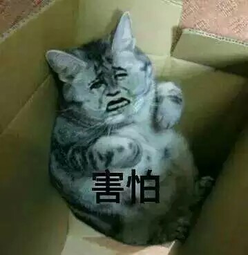 大傻猫