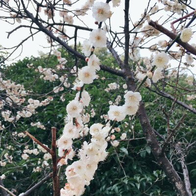 探梅时节香纷纷☁️剪一枝梅影☁️
梳一缕马尾，来场说走就走的journal
明儿school