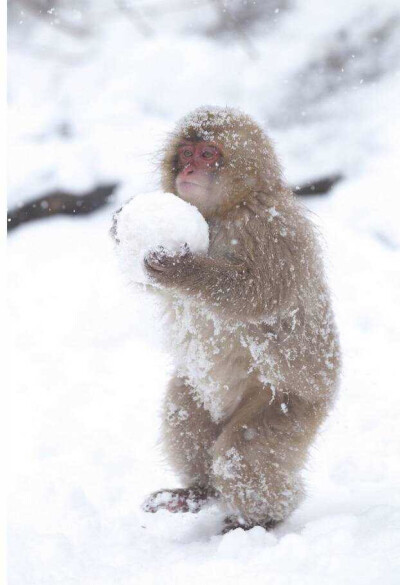 抱雪球的小猴