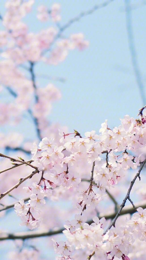 櫻花桃花杏花花朵 壁紙鎖屏背景圖