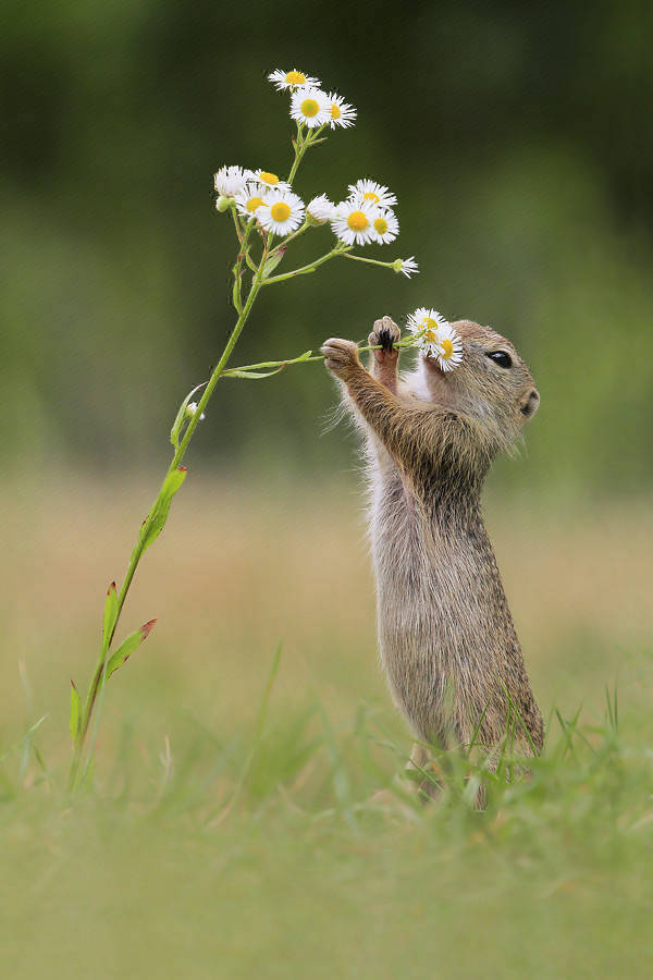 未闻花名