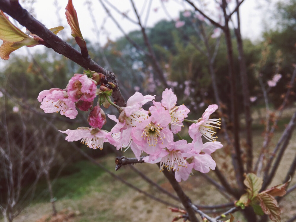 武汉大学樱花