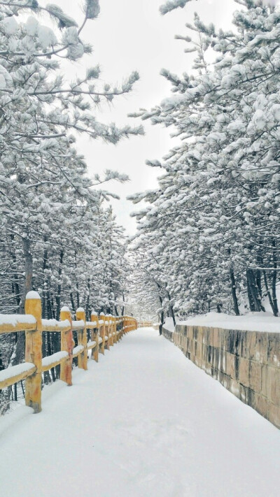 雪 雪景 手机摄影 道路 