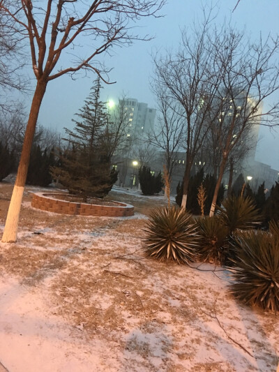 回校后第一次的雪