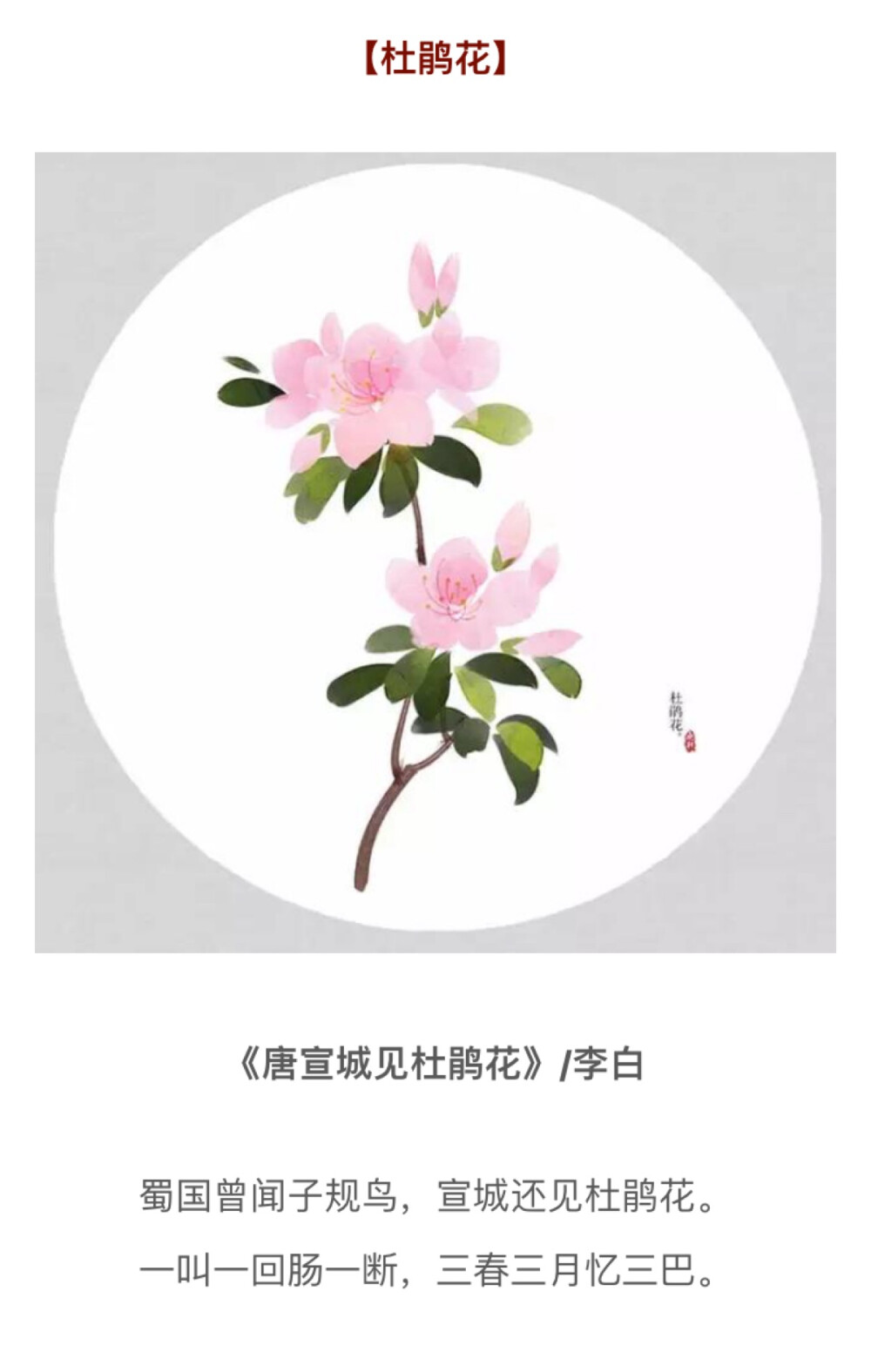 杜鹃花