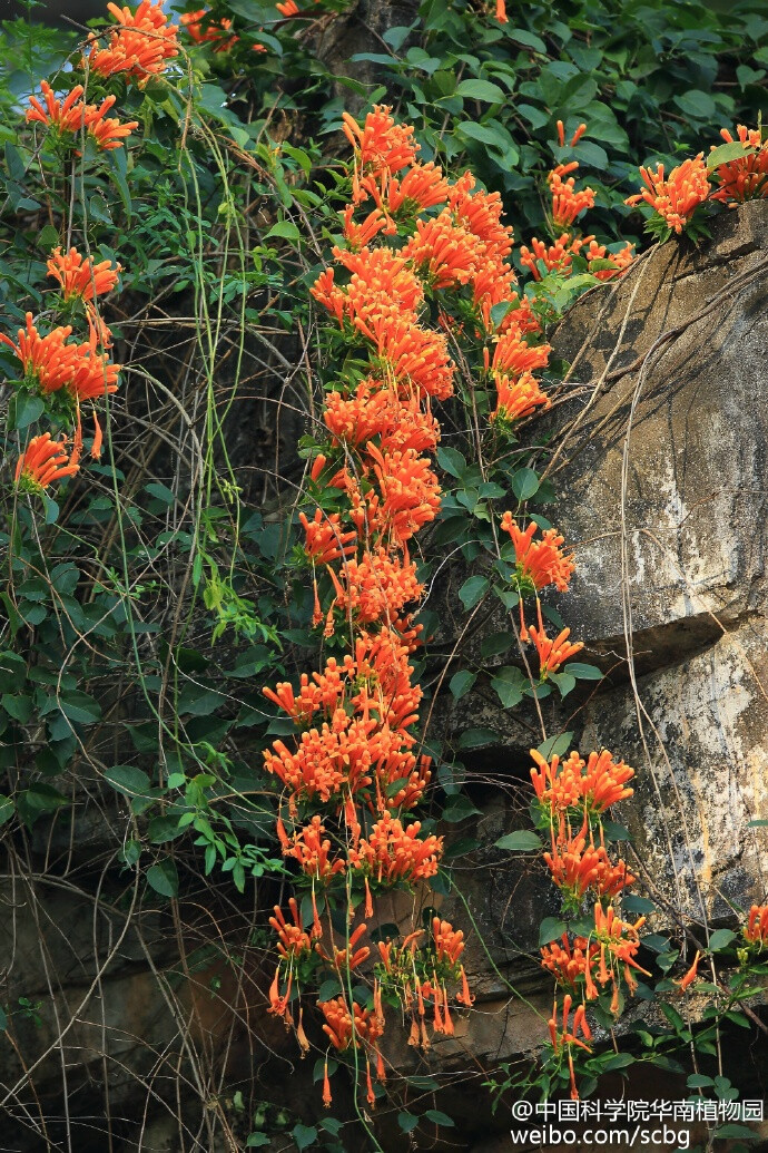 榕花树 大门口图片