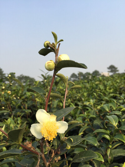 茶花傲然