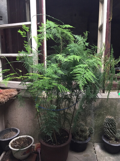 这竹厉害了