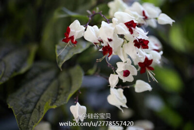 龙吐珠（学名：Clerodendrum thomsonae Balf.），别名麒麟吐珠、珍珠宝草、珍珠宝莲、白花蛇舌草，是马鞭草科大青属灌木。原产于热带非洲西部、墨西哥。