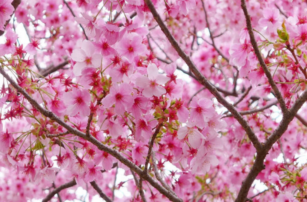 粉红色的樱花开满枝头