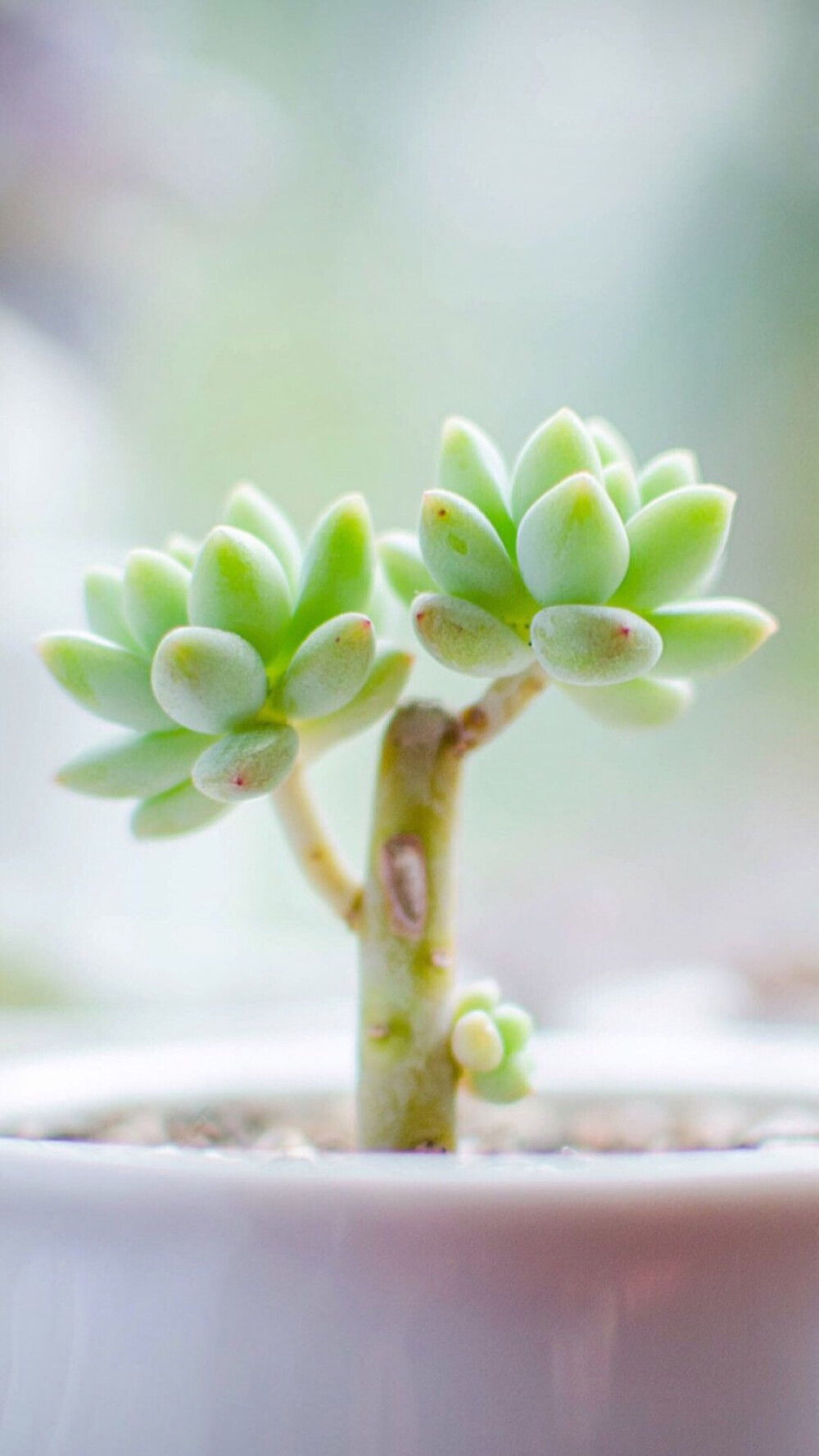 多肉 萌萌哒 绿色植物