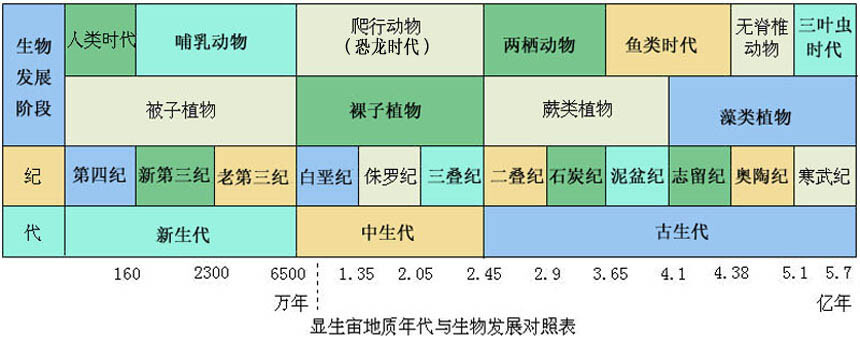 地质年代生物进化表