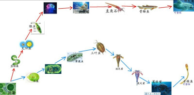 生物进化（1）