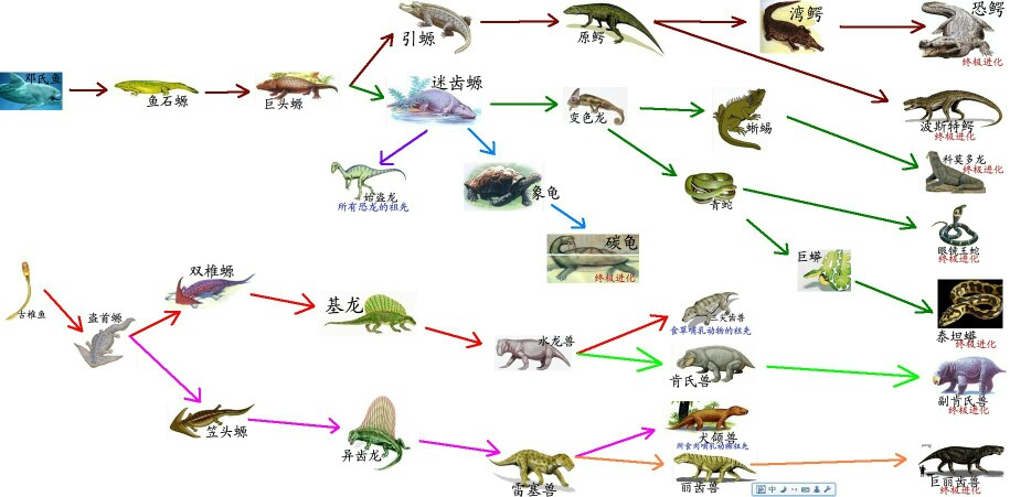 生物进化（2）