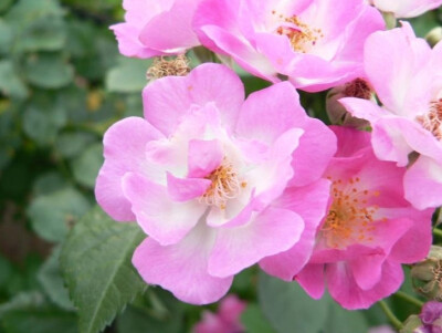 野蔷薇（拉丁学名：Rosa multiflora Thunb.）是蔷薇属植物。蔷薇花为落叶小灌木野蔷薇的花朵，蔷薇花又名白残花、刺蘼、买笑，自古就是佳花名卉。
蔷薇喜生于路旁、田边或丘陵地的灌木丛中，分布于华东、中南等地。…