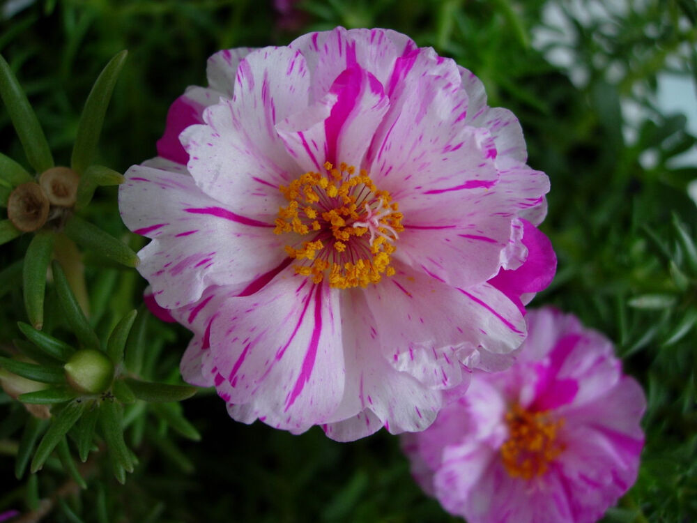 太阳花（拉丁学名：Portulaca grandiflora），又称松叶牡丹、半支莲，马齿苋科马齿苋属多年生花卉，常作一年生栽培。喜欢温暖、阳光充足而干燥的环境，见阳光花开，早、晚、阴天闭合，故有"太阳花、午时花"之名。