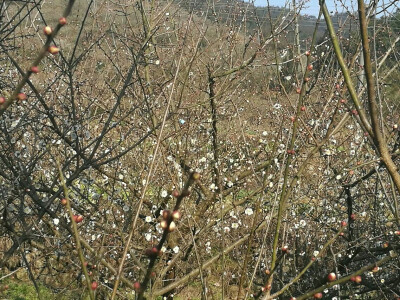 可惜梅花还没怎么开