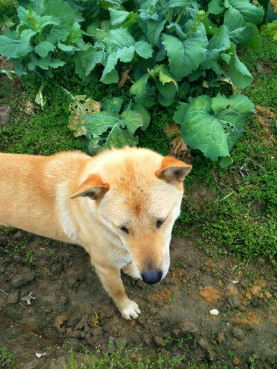 中华田园犬
土狗福嘟嘟