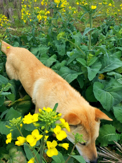 中华田园犬
土狗福嘟嘟