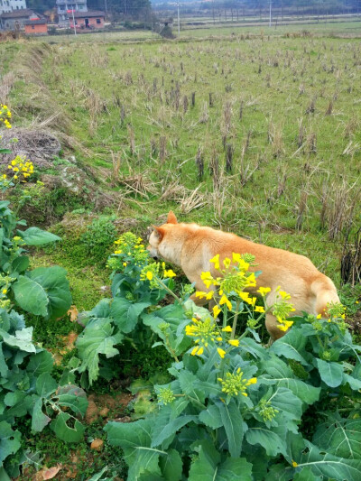 中华田园犬
土狗福嘟嘟